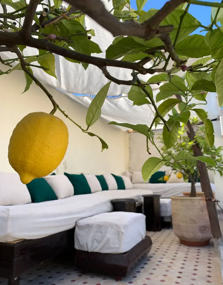 Riad Tizwa Fes roof terrace lemon tree